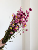 CESIRA » Mazzo di Acroclinium naturale rosa
