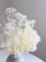 CHIARA » Mazzo di Gypsophila stabilizzata mini bianca