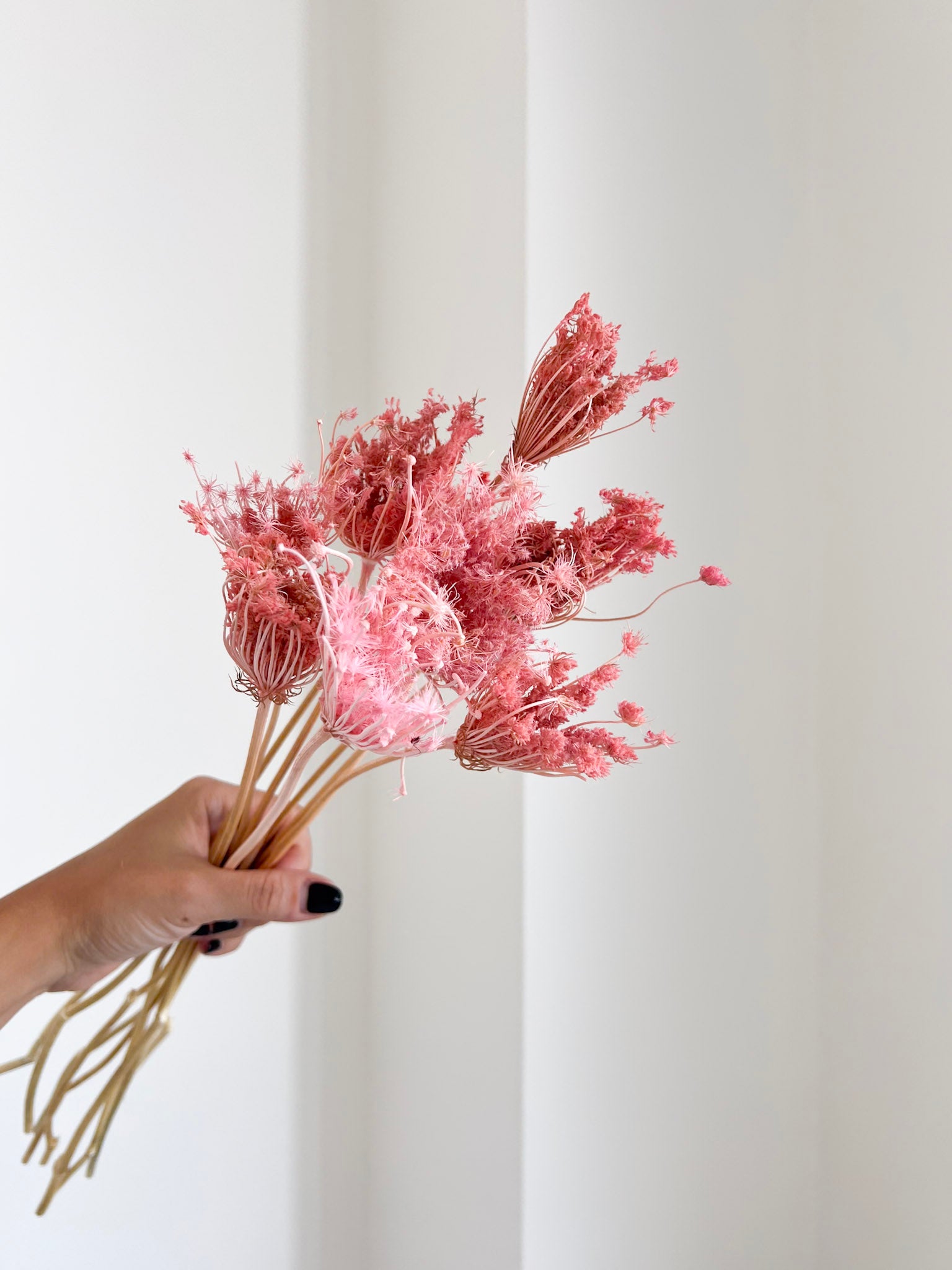 CHICCA » Mazzo di Ammi Majus rosa