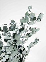 NOARA » Preserved green Eucalyptus Cinerea