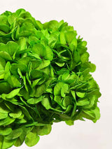 CLEOFE » Premium preserved grass green Hydrangea 