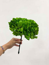 CLEOFE » Premium preserved grass green Hydrangea 