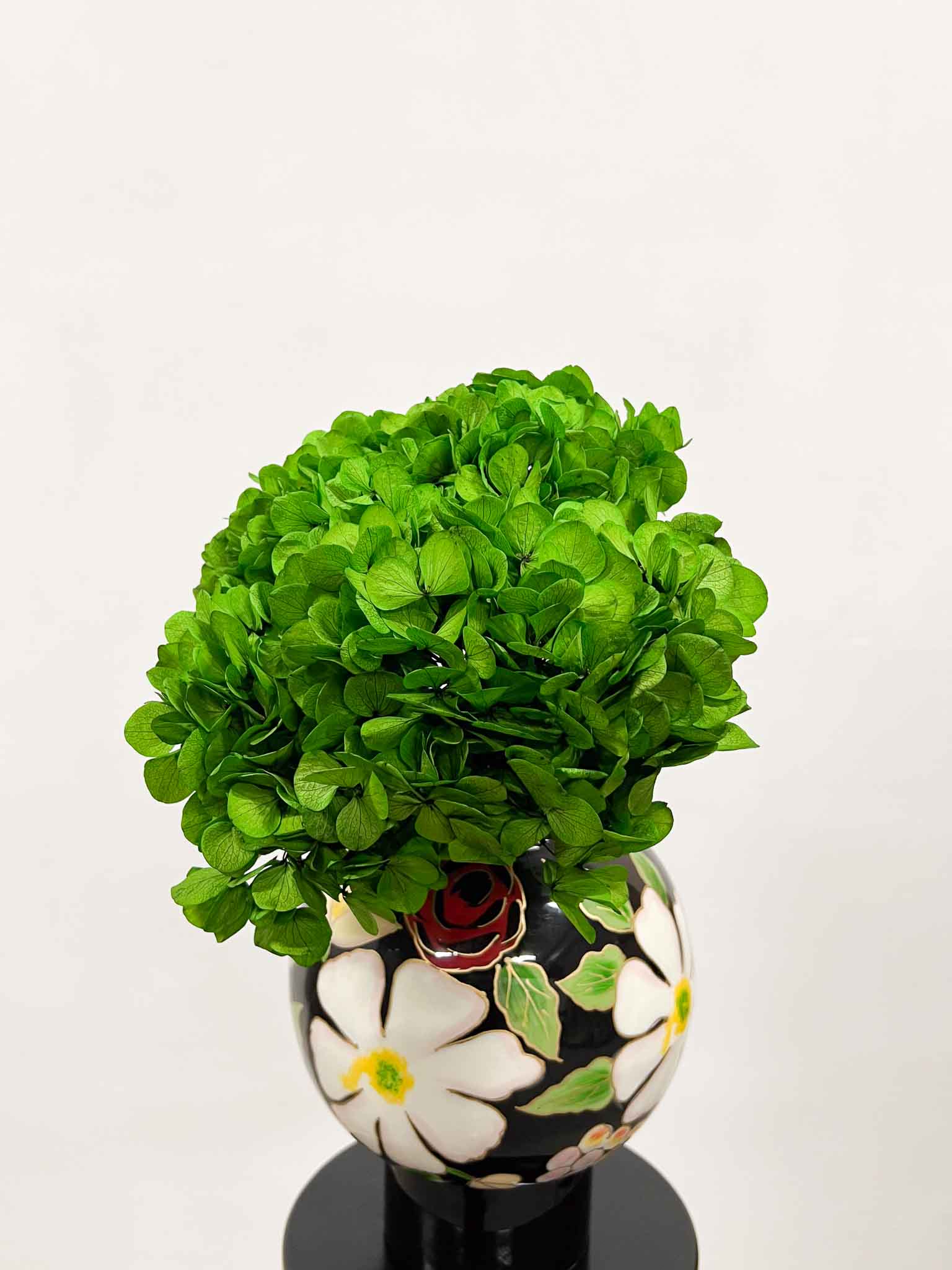 CLEOFE » Premium preserved grass green Hydrangea 