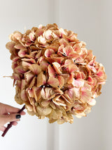 COLETTE » Ortensia premium stabilizzata sfumata rosa