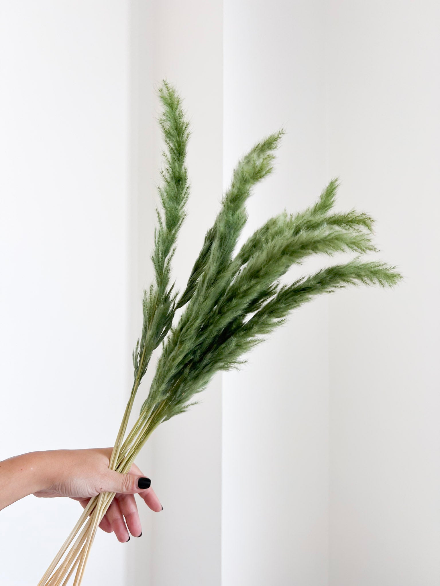 CONRAD » Mazzo di Fluffy Pampas verde oliva