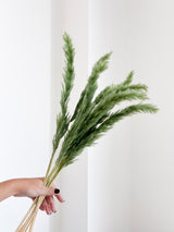 CONRAD » Mazzo di Fluffy Pampas verde oliva