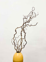 EDGAR » Corylus naturale essiccato