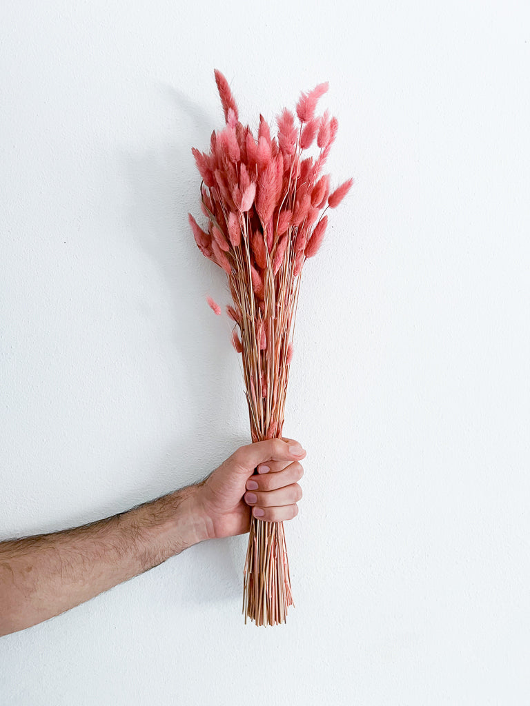 SERENELLA » Mazzo di Lagurus Colorato Rosa Antico