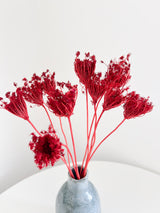 DEVIL » Mazzo di Ammi Majus rosso