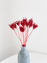 DEVIL » Mazzo di Ammi Majus rosso