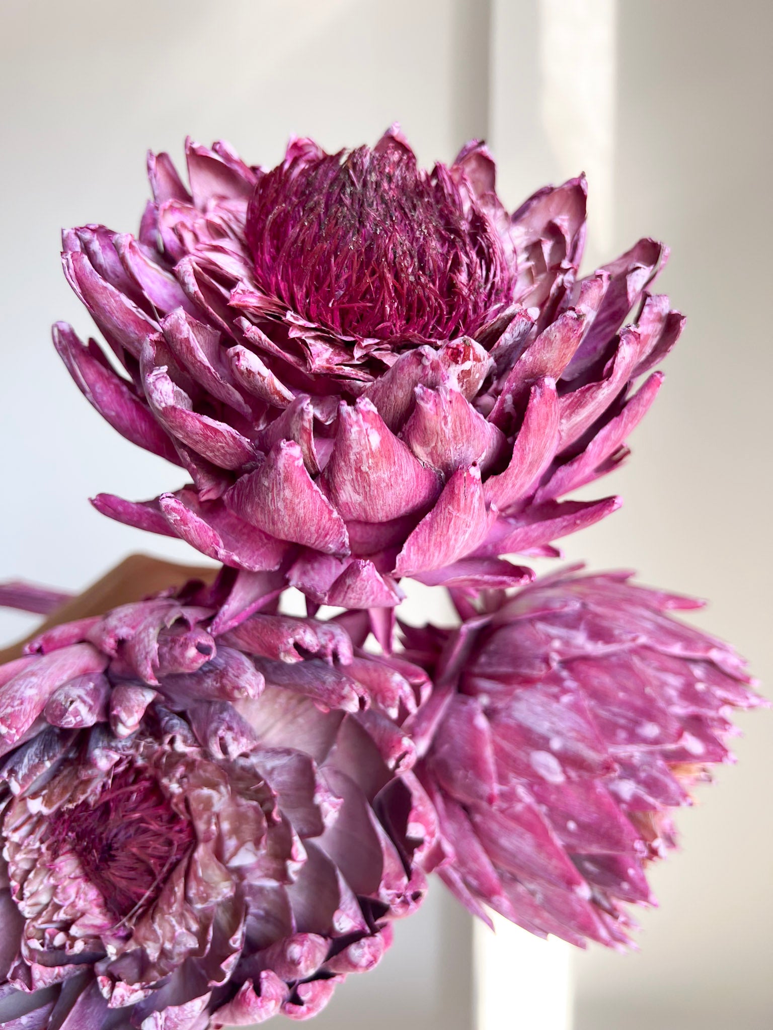 DIONISIA » 3 Carciofi extra grandi essiccati fucsia