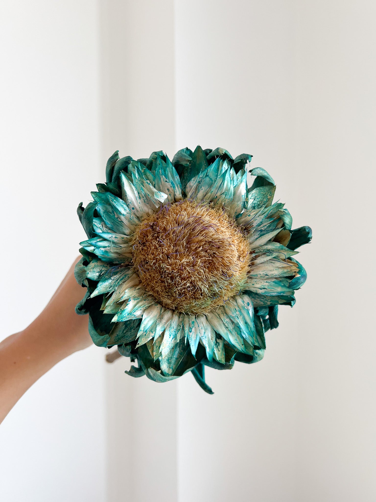 DOMINIQUE » fiore di carciofo grande aperto teal