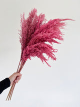 DOMITILLA » Pampas piccola rosa H70cm
