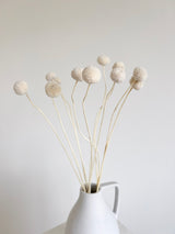 EDOARDO » Mazzo di Craspedia bianca 10 steli