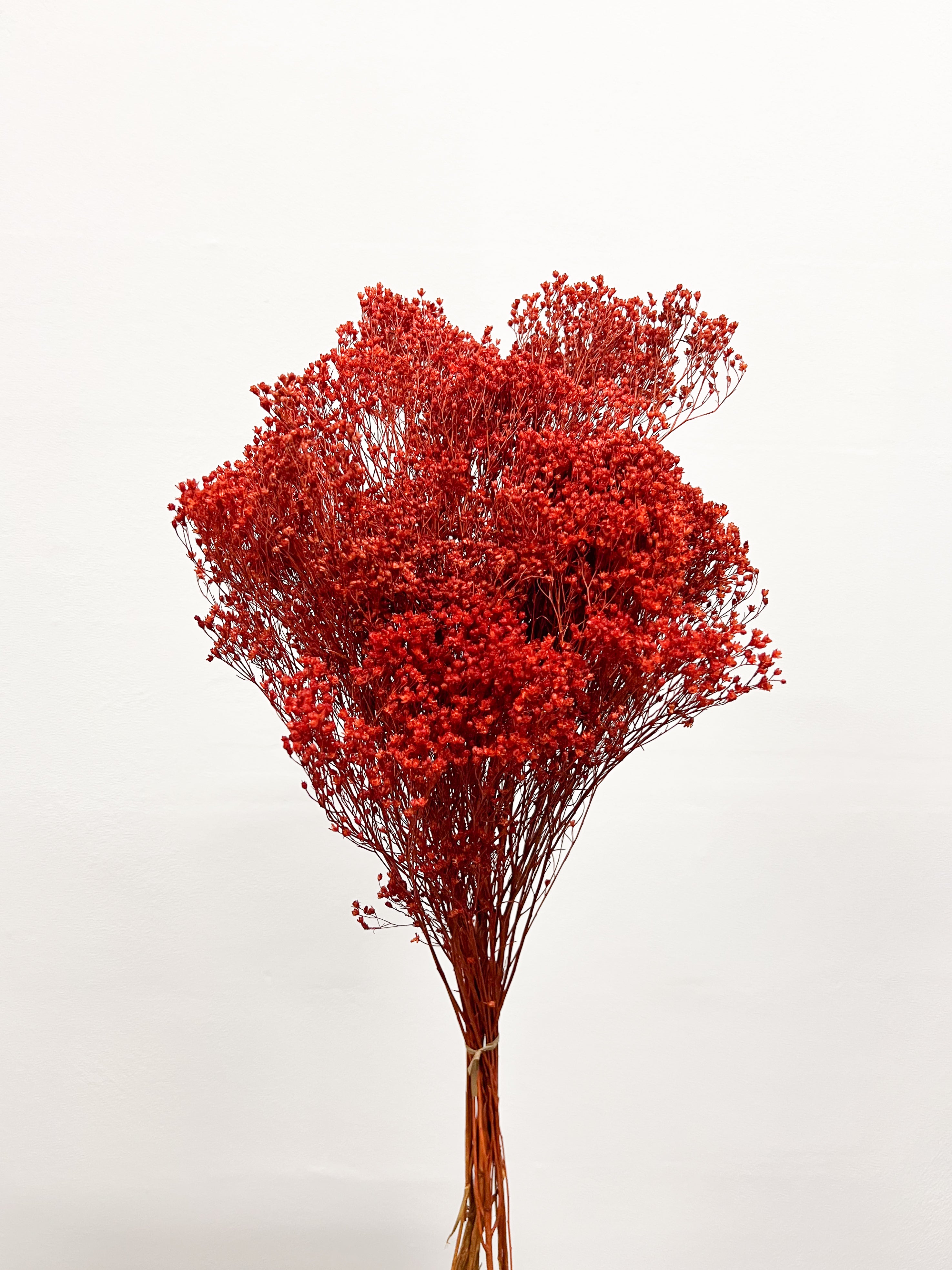 ELIGIO » Mazzo di Broom Bloom rosso mattone