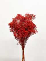 ELIGIO » Mazzo di Broom Bloom rosso mattone