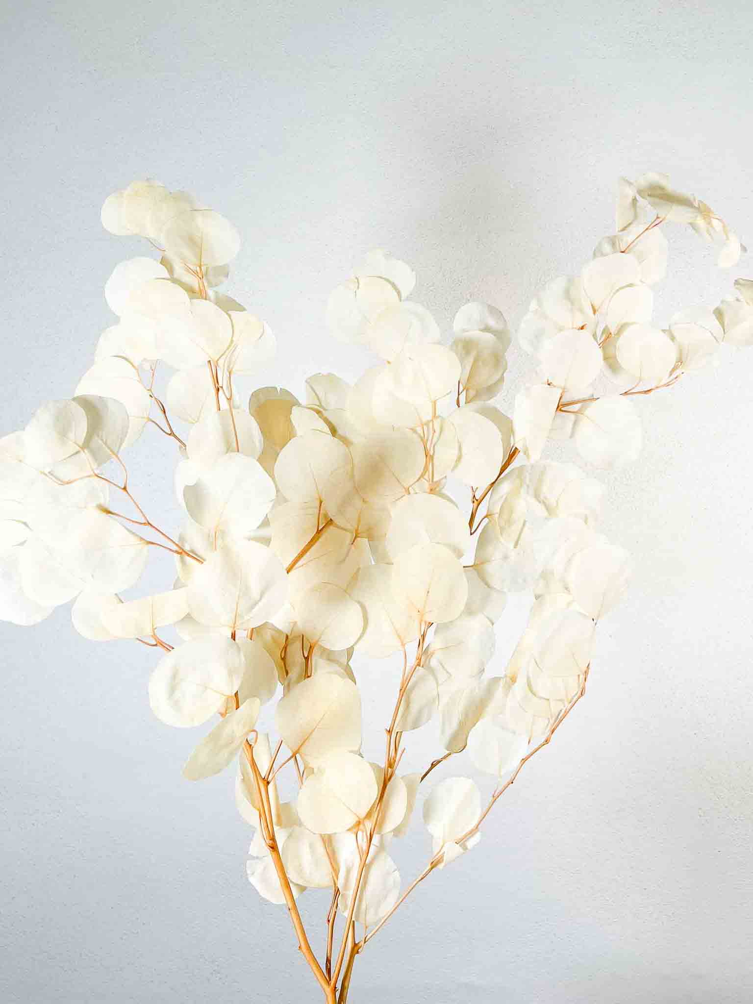 NOA » Preserved white Eucalyptus Parvifolia bouquet