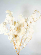 NOA » Preserved white Eucalyptus Parvifolia bouquet