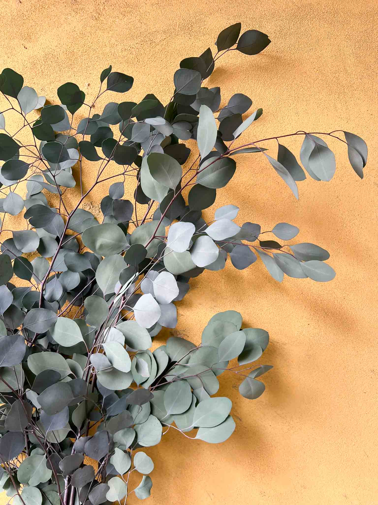 APOLLO » Preserved big green Eucalyptus Populus bouquet