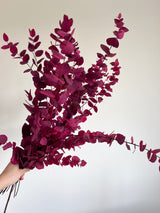 EUGENIA » Mazzo di Eucalipto Stuartiana stabilizzato rosa scuro