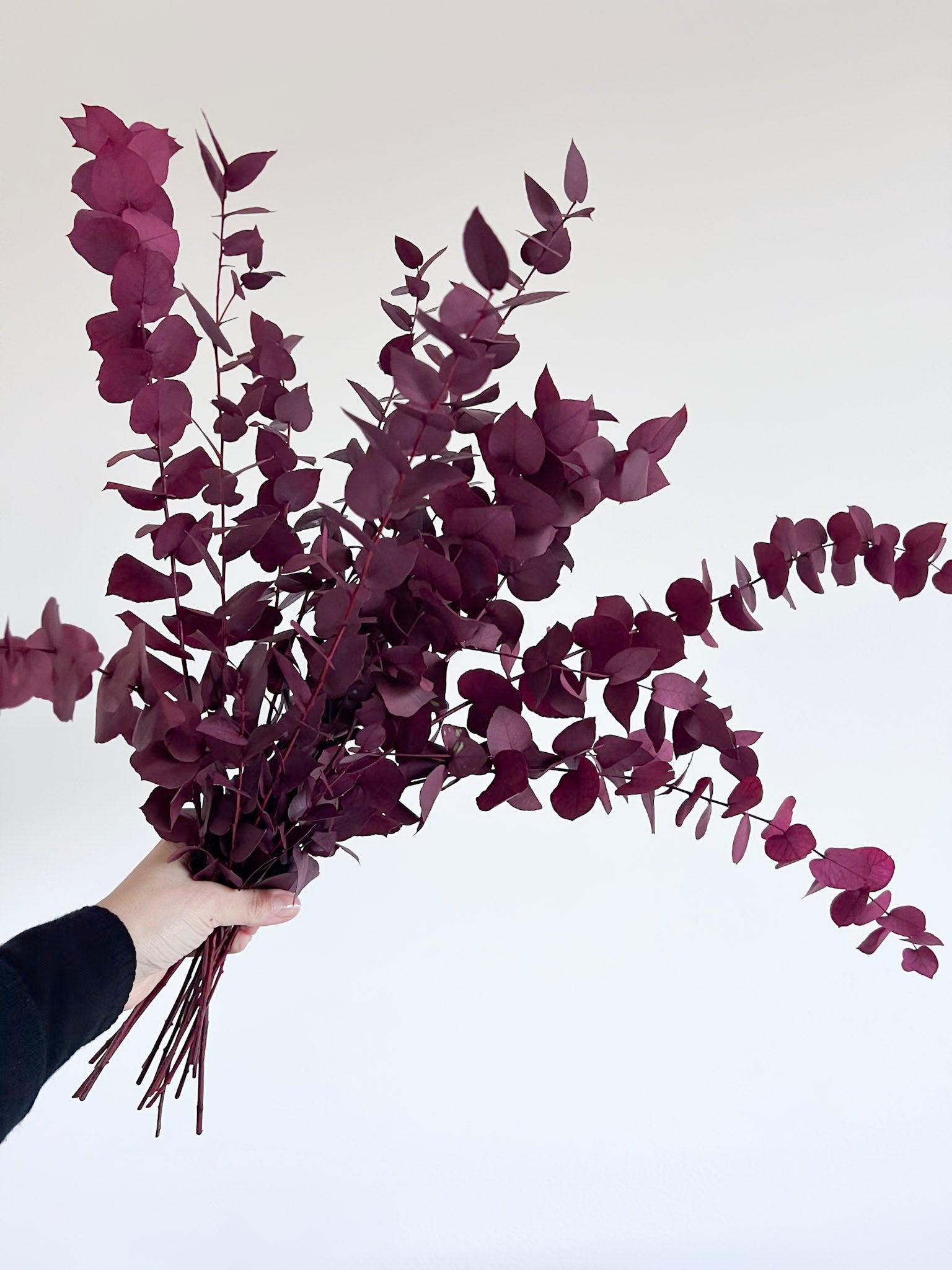 EUGENIA » Dark pink preserved Stuartiana Eucalyptus bouquet