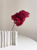 EVANDRO » Ortensia stabilizzata Paniculata Limelight stelo lungo rossa