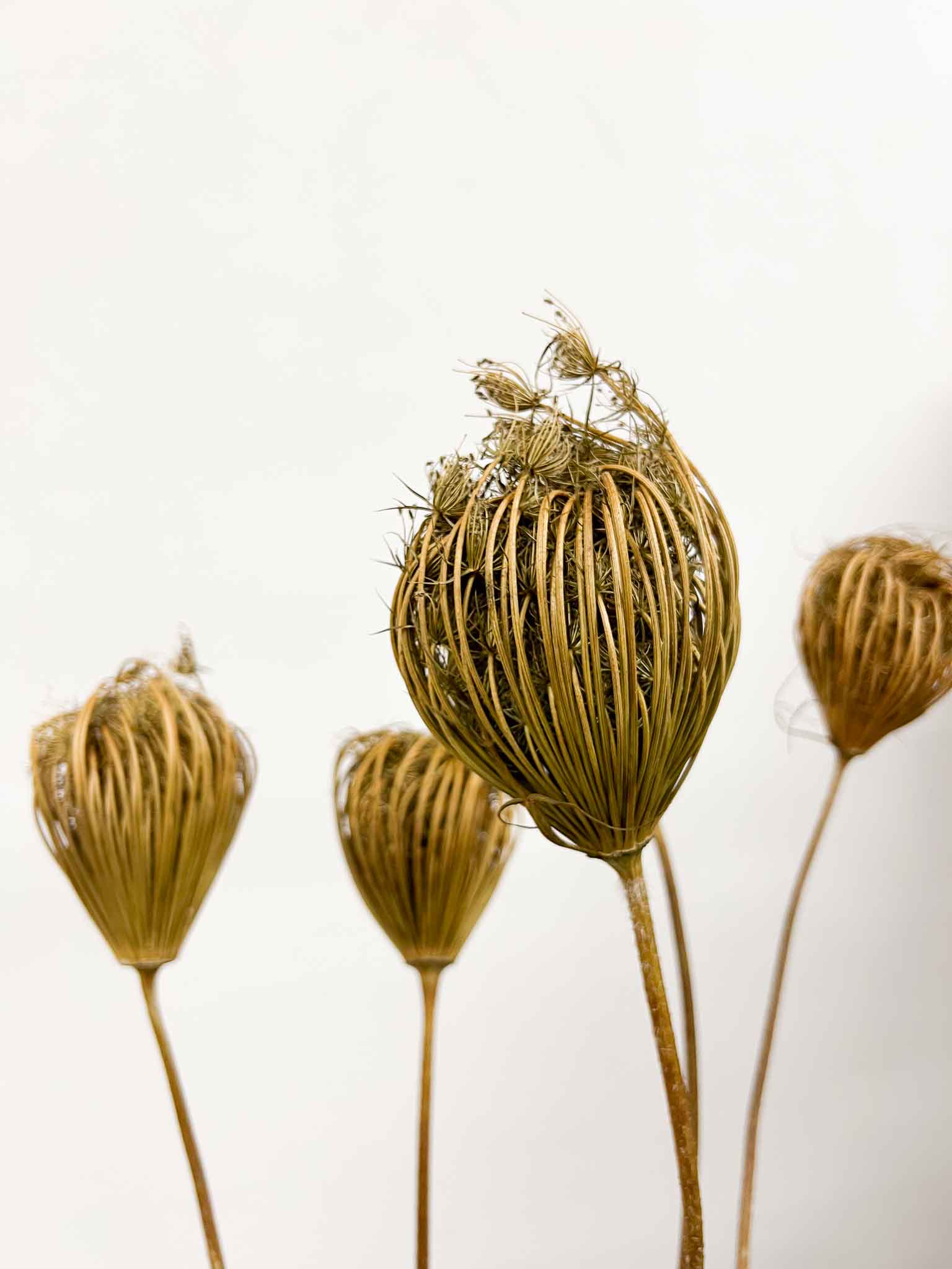FEDERICO » Natural big Ammi Majus bouquet
