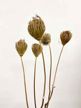 FEDERICO » Natural big Ammi Majus bouquet
