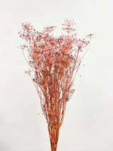 ALICE » Pink dried Fennel