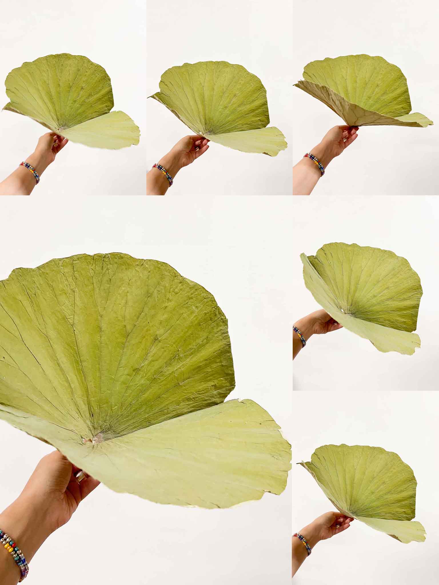 LARS » Foglia di Loto naturale essiccata