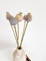 FRIDA » Mazzo di porta semi del Papavero naturale