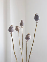 FRIDA » Mazzo di porta semi del Papavero naturale