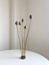 FRIDA » Mazzo di porta semi del Papavero naturale