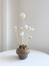 FROZEN » Mazzo di Ammi Majus bianco