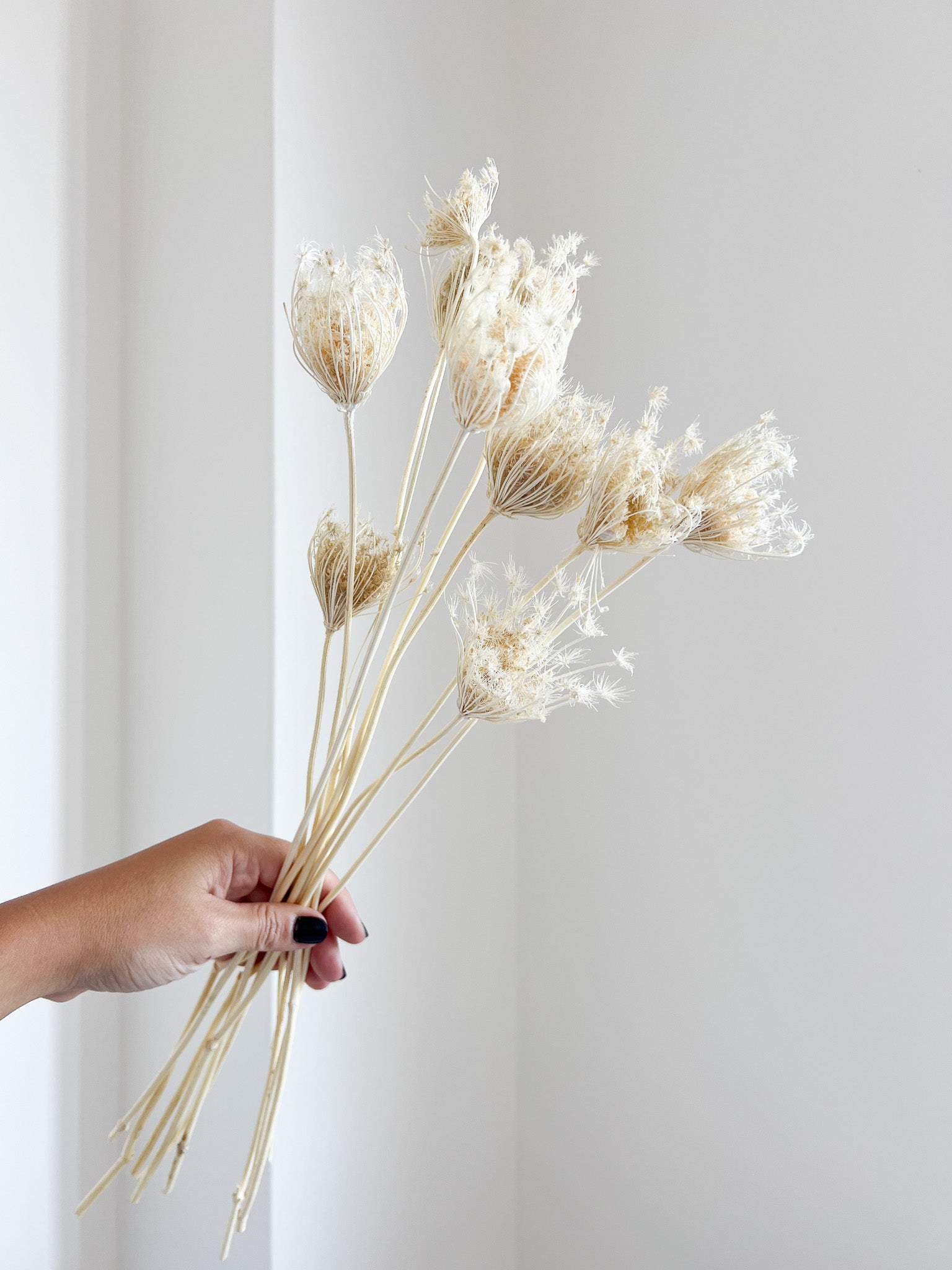 FROZEN » Mazzo di Ammi Majus bianco