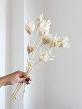 FROZEN » Mazzo di Ammi Majus bianco