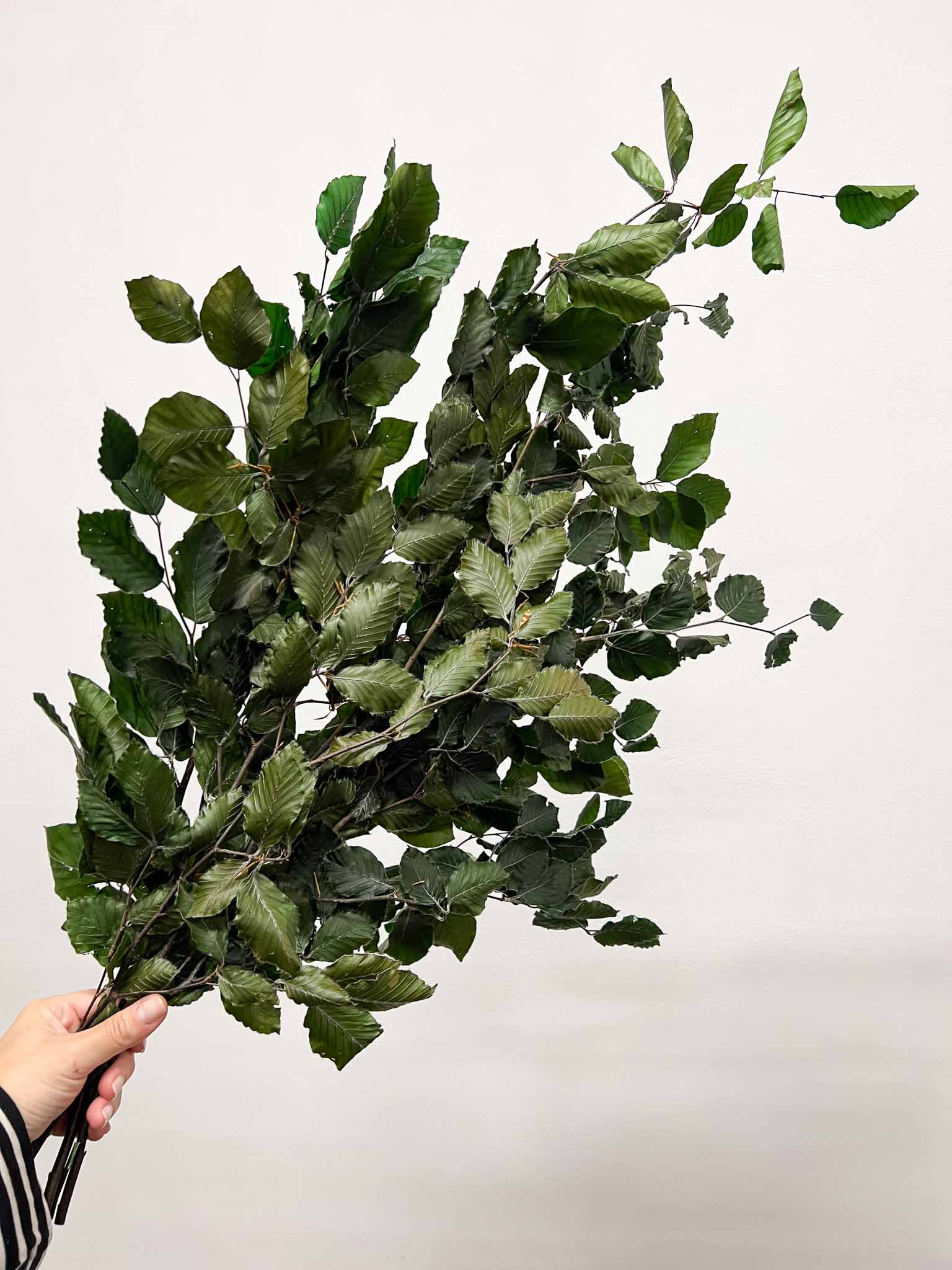 FRUSETTA » Mazzo di Faggio stabilizzato verde