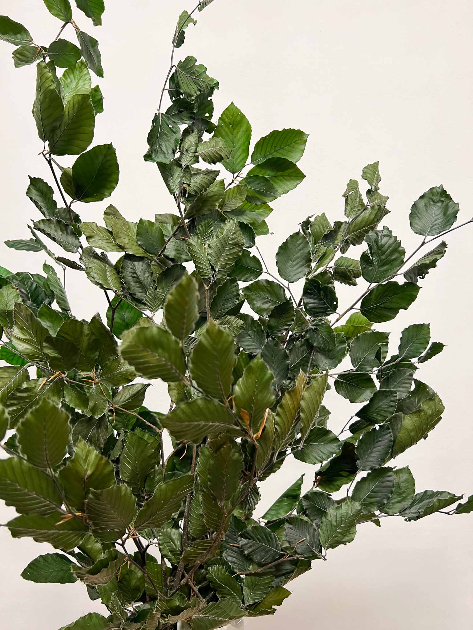 FRUSETTA » Mazzo di Faggio stabilizzato verde