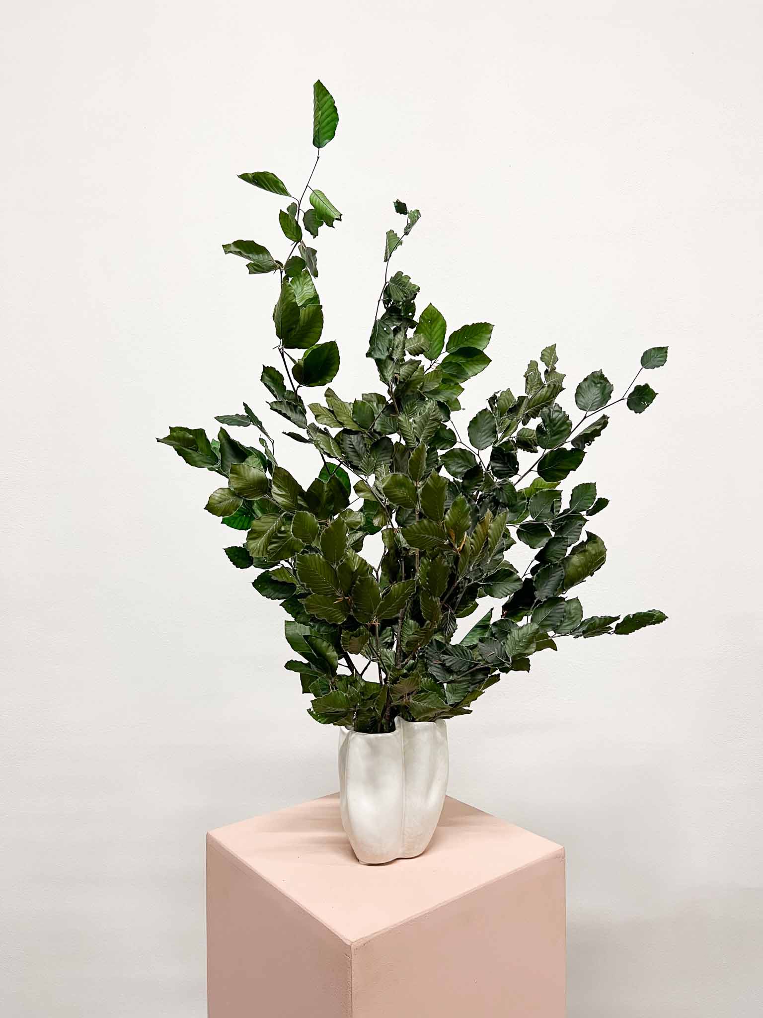 FRUSETTA » Mazzo di Faggio stabilizzato verde