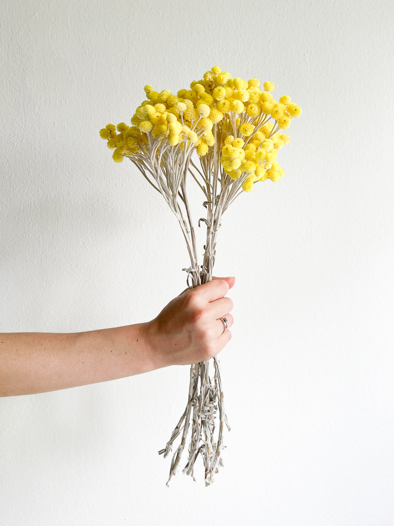 LIDO » Helicrysum Immortelle Bouquet