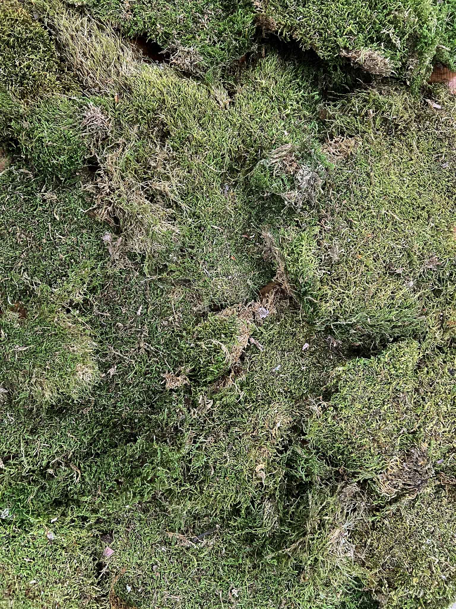 GIUSEPPE » Dried flat green Moss 500gr