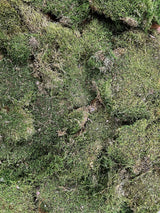 GIUSEPPE » Dried flat green Moss 500gr