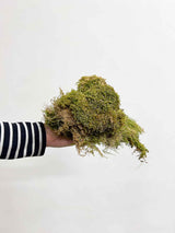 GIUSEPPE » Dried flat green Moss 500gr