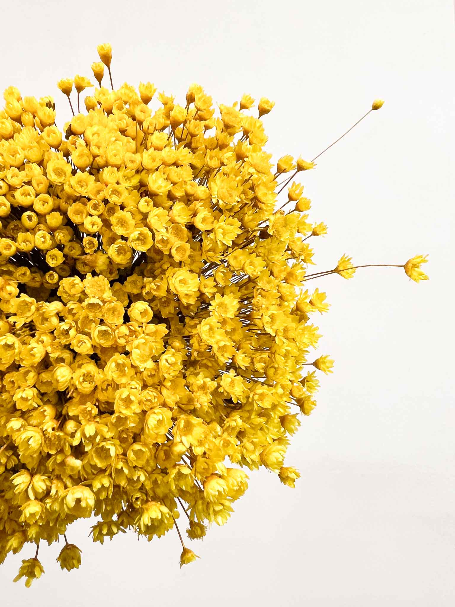 MAGGIE » Mazzo di fiori di Glixia giallo