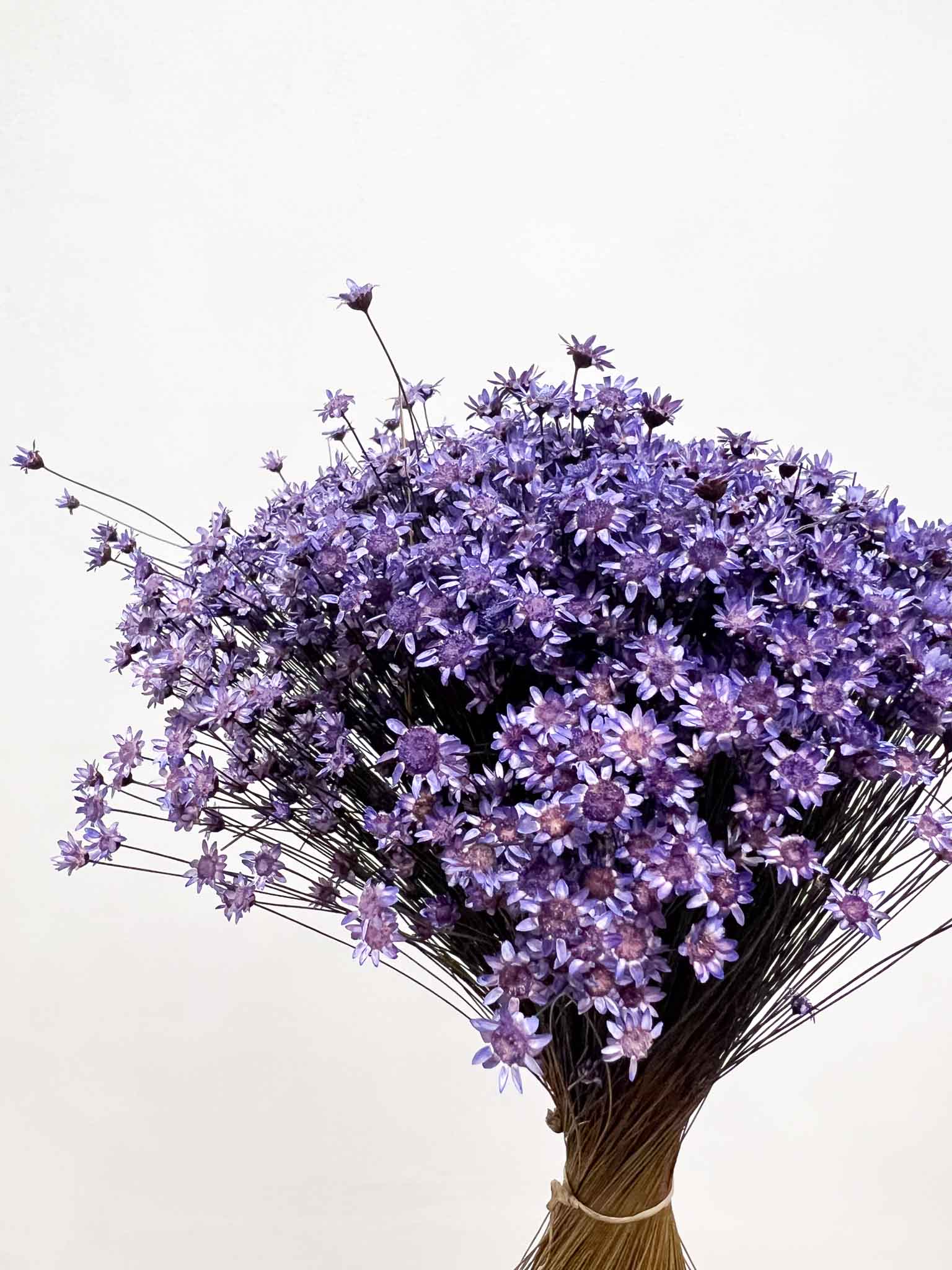 FULVIA » Purple Glixia bouquet