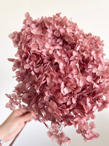 MAELLE » Ortensia stabilizzata Annabelle stelo lungo malva