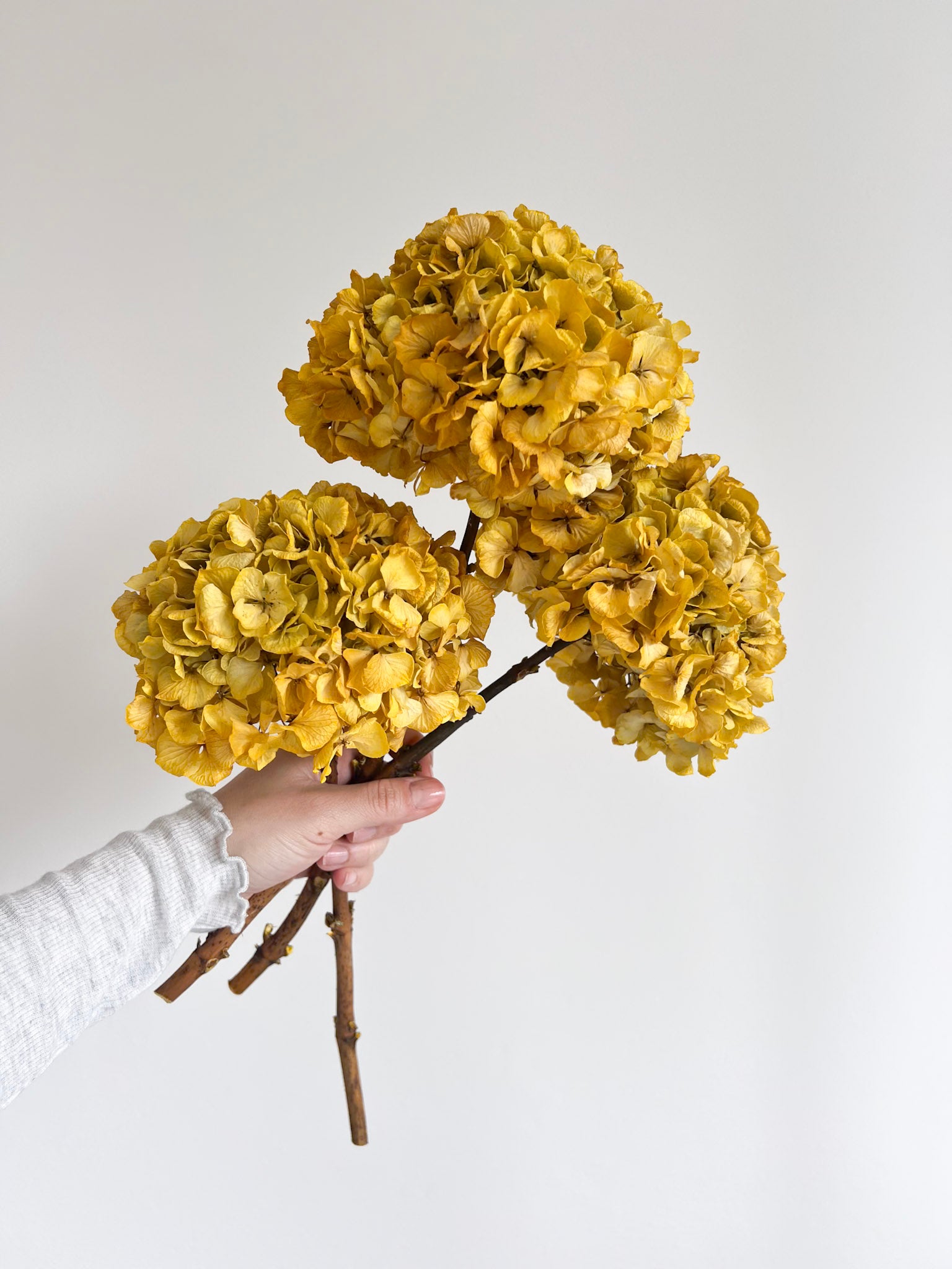 LEONARDA » 3 hortensias séchés aux nuances de jaune