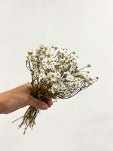 GEA » Natural Ixodia bouquet