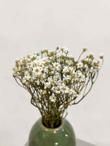 GEA » Natural Ixodia bouquet