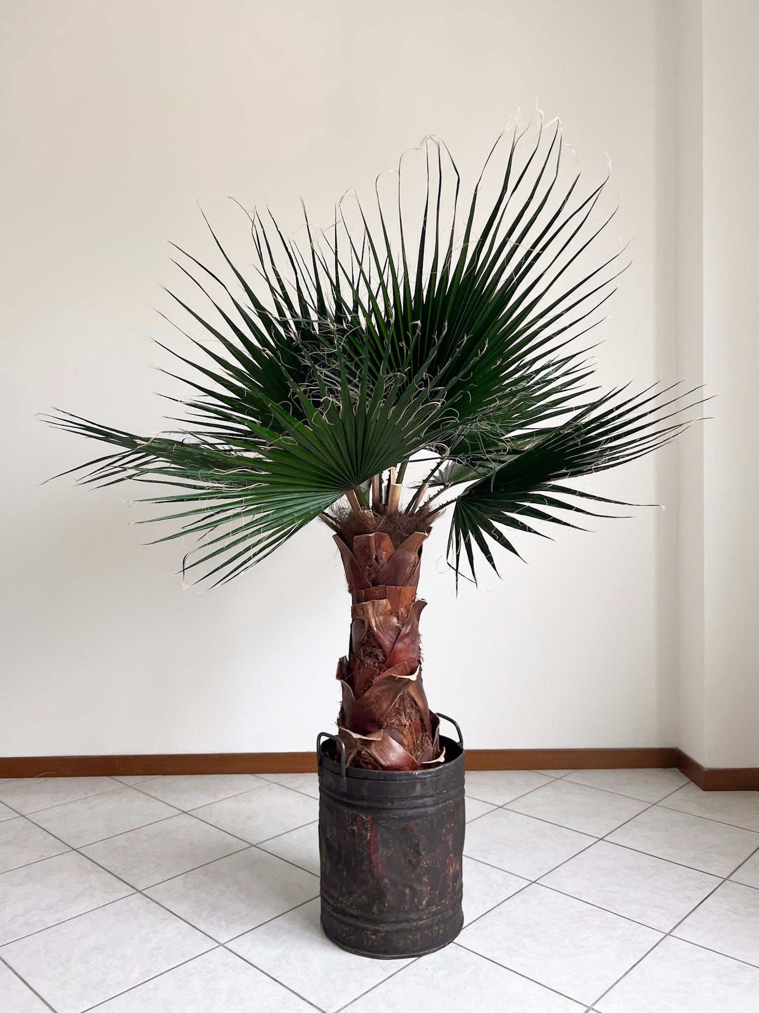 JANIS » pianta di Washingtonia stabilizzata 140cm